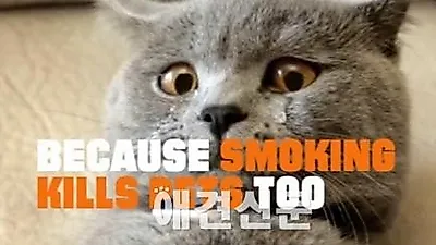 '흡연이 반려동물을 죽인다' 미국 고양이 금연광고 눈길