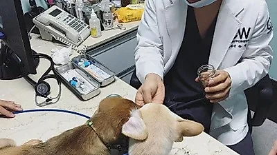 다나, 동물 병원에 방문한 반려견들 "접종 전 간식"