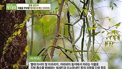 [연예인 다이어트 식단] 포만감 못 느끼는 뚱보균 잡아 '시서스' 효능·부작용 및 시서스가루 먹는법 소개