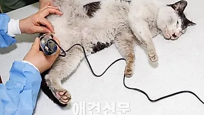 [포토뉴스] 중성화 시술 앞둔 길고양이