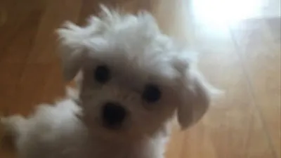 샤넌 반려견, 어둠 속에서 똘망똘망 눈동자