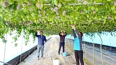 담양 백향과, 백가지 맛·향을 품은 여신의 과일 '주렁주렁'