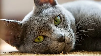 고양이 야간 시력은 그다지 좋지 않다