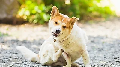 반려동물도 고통받는 피부 질환, 증상과 치료법