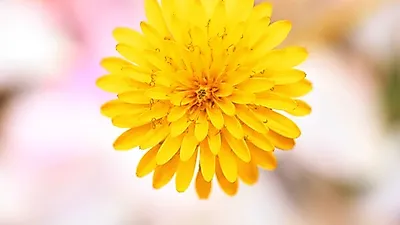 민들레 효능, 간에 좋은 음식으로 꼽히는 이유는?…올바은 민들레 먹는 방법을 알아보자