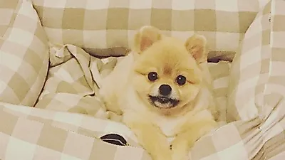 임수향 반려견 아키, "살 쪄서 집이 터진 건가요?"