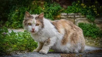길고양이 뱃속에 '케이블 타이' 발견…TNR 사업 맺은 동물병원 의심
