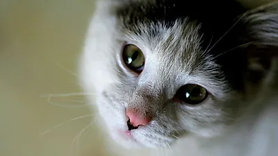 고양이 여드름 대처법