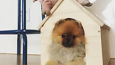 이규환, 손수 만든 라봉이집 "근데 표정이 영"