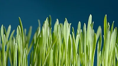 쓸데없는 내장지방 제거 탁월! '새싹보리'분말 효능·부작용 새싹보리 다이어트 하루 섭취량은?