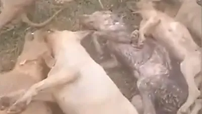 갑작스런 폭우로 보호소 개 1,770여 마리 사망·실종