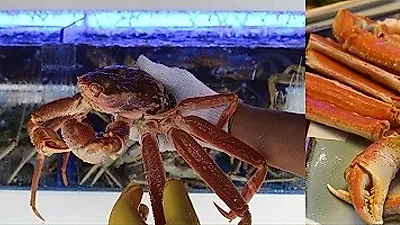 안산맛집 '대게나라' 안산점, "한가위에 건강식으로 가족 사랑 키우세요"
