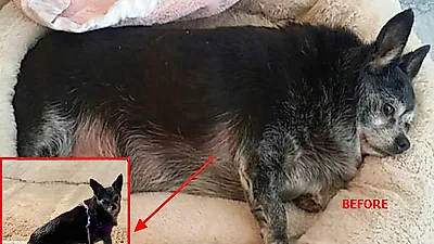 “다이어트는 긁지 않은 복권” 8kg→3.2kg 감량한 치와와