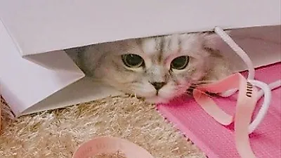 남규리 반려묘, 봉투 안에 쏙 들어가 '빼꼼'