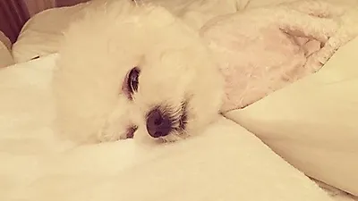 서인영 반려견 푸딩, 요염한 자태 "한 수 배워야겠군"