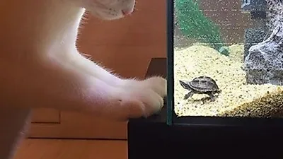 강지영 반려묘 레옹, 거북이와 교감 중 '깜찍 그 자체'