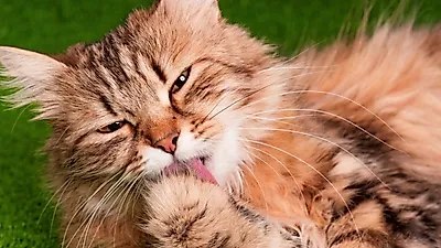 히말라야 고양이의 조상 '카슈미르 고양이'