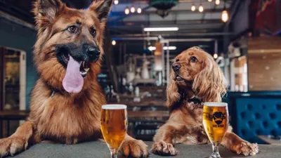 英 양조회사 '브루도그', '반려견 입양 유급 휴가' 제공