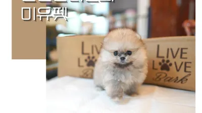 강아지분양 전문 업체 애견샵 ‘미유펫’ 유튜브채널 개설로 화제