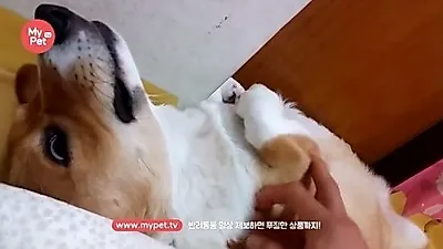 폭풍 수면 중인 웰시코기