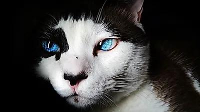 2017년 일본 최고 인기 반려동물은 고양이