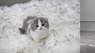 부산고양이분양 전문 미유펫 강아지, 고양이 50마리 최대80%할인이벤트 진행중