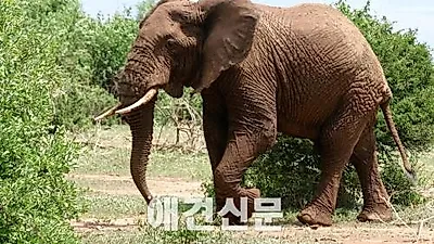 야후 재팬은 코끼리 상아를 팔고 있다