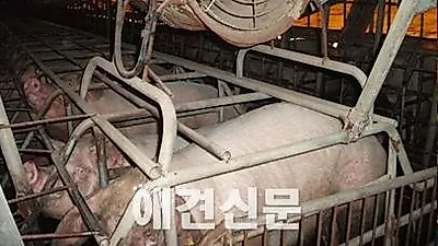 공장식 축산 환경의 실태를 알리는 기자회견 예정..