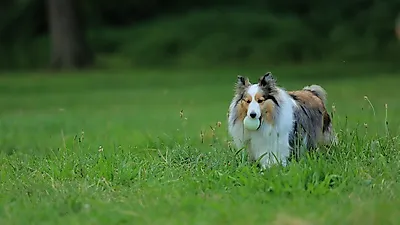 Entrenamiento de refuerzo positivo para perros