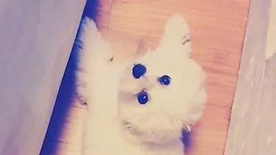 씨스타 보라, "새로운 식구가생겼어요"