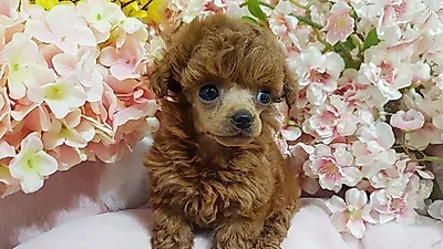 시흥강아지분양 전문업체 펫피니스, 5월 가정의달 이벤트 진행