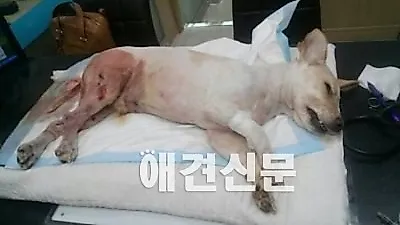 대박이의 죽음...정부의 유기동물 관리시스템의 문제점 노출