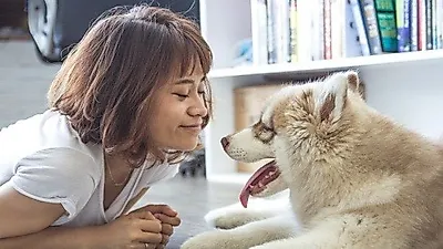 반려동물과의 동반출근, 직원에게 미치는 영향