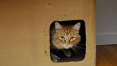 '테이프 광장'에 푹 빠진 고양이, 왜 그럴까?