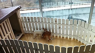 추석 연휴, 애견 호텔 예약도 선착순..