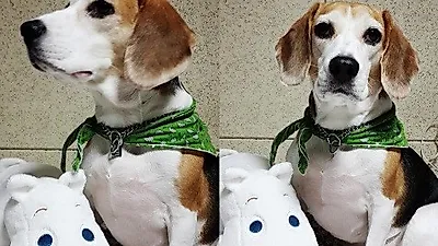 이현우, 반려견 앓이…"별이 보고싶다"