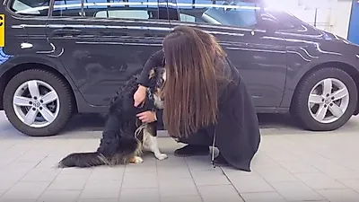 독일 최대 자동차클럽 'ADAC', 차량용 반려견 안전장치 사용법 소개