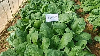 여수시, 톡 쏘는 맛 가진 돌산갓 '알싸미·매코미' 국립종자원에 품종보호 출원