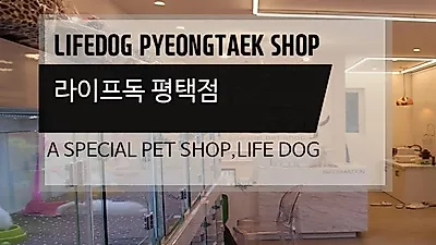 평택애견분양 브랜드 라이프독 평택점, 건강한 자견 책임분양으로 애견샵 문화 바꾸고 있어