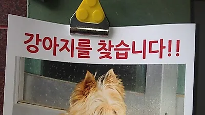 조수미씨 애견 통키, 잃어버려..