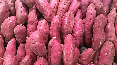 [고구마효능정리] 한 끼에 포만감 UP  고구마 칼로리는 얼마?…고구마 관리법 정리