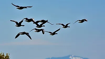 국립야생동물질병관리원, 오는 29일 야생동물 질병 상시대응 본격화