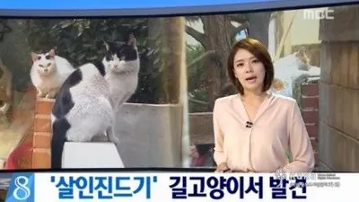 카라, 길고양이 살인진드기 매개 보도의 후속・정정 보도 요구