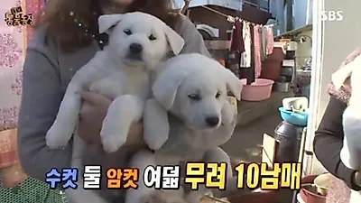 '동물농장', 진돗개 10남매와 엄마 봉이의 좌충우돌 육아일기