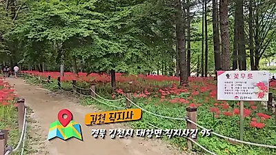 전국 꽃무릇 명소 6곳, 9월 가을 정취를 만끽할 수 있는 여행지