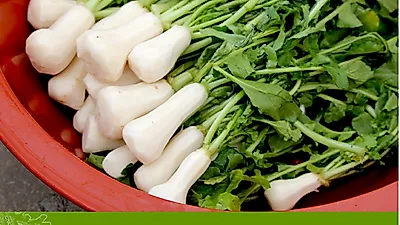 철따라농산물, 김장철 맞아 절임알타리 예약 판매 시작