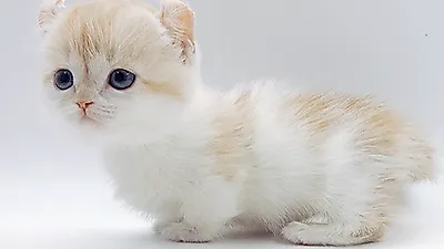 프리미엄 고양이 분양샵 ‘제나캣’, 안전한 고양이 분양서비스와 다양한 혜택 진행 나서