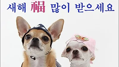 새해 복 많이 받으세요