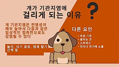 전염성 강한 ‘개 기관지염’, 다견 가정은 더 위험