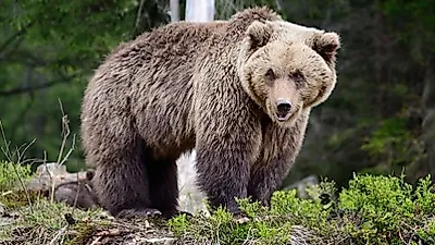 올해부터 곰 사육 전면 금지…농가에 사육 곰 199마리 남아